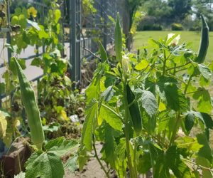 Enhance soil health Enhance soil health