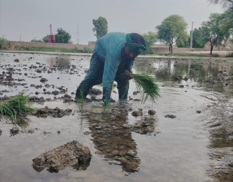 life on land